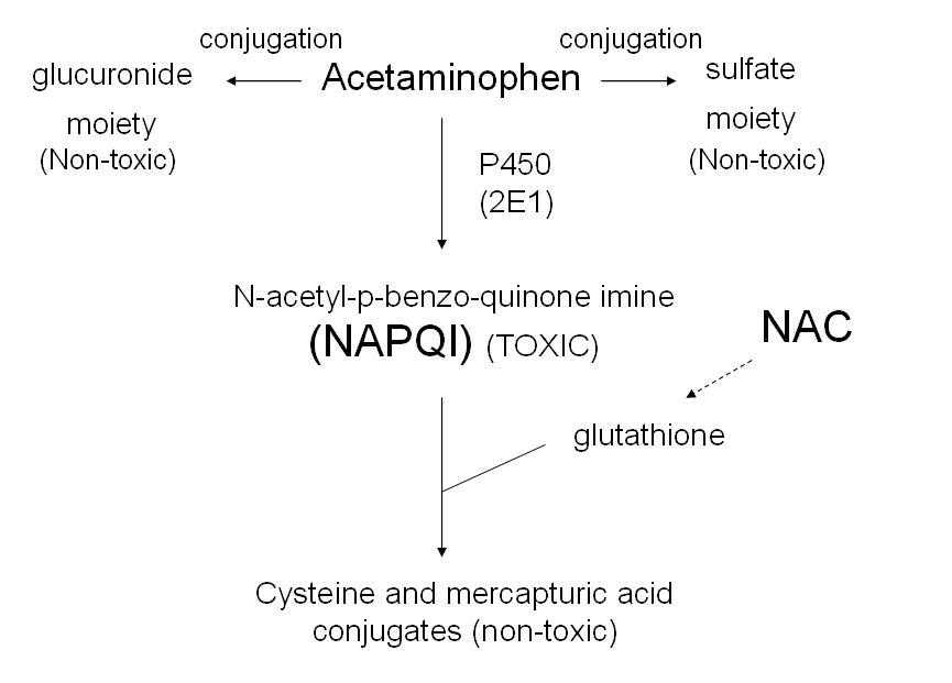 Acetaminophen Metabolism