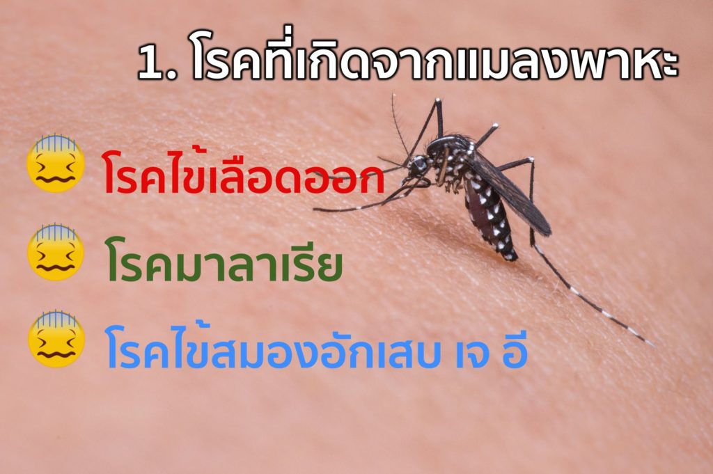 Mosquito02